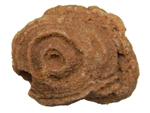 Stromatolite Fossil Morocco Medium 43.85 grams - Picture 1 of 5