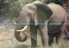 D072887 East African Bush Elephant. J. Arthur Dixon. African Wild Life Series. A
