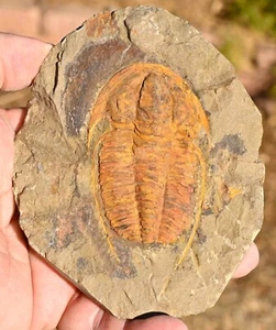 Fossile di trilobite cambriano medio, Hamatolenus vincenti, dal Marocco - Foto 1 di 4