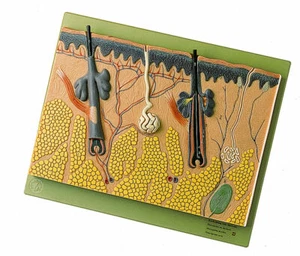 Somso KS2 SOMSO Hautabschnitt anatomisches Modell vergrößert ca. 70 mal - Bild 1 von 1