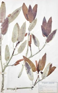 Botany - Plank Herbarium Xixth - Plants Dried - Primulacées 46 - Picture 1 of 3