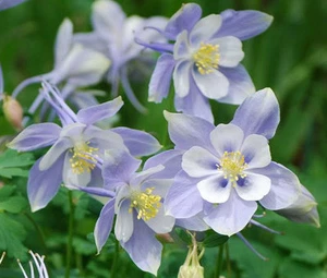 COLUMBINE BLU SOGNO Aquilegia Caerulea - 250 Semi sfusi - Foto 1 di 1