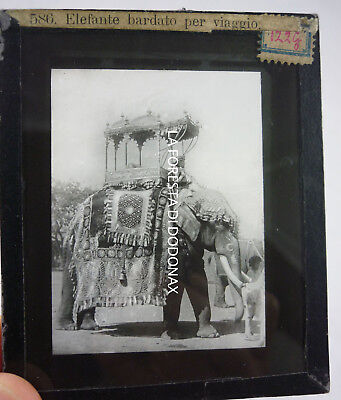 Foto Antica 1890 India Elephant Transport Ethnic Costume • 5€