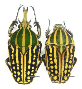 Unmounted beetle/Cetoniidae - Chelorrhina savagei, PAIR 7 - Imagen 1 de 1