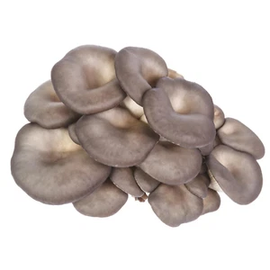 Hongo de cultivo líquido Pearl Oyster Pleurotus Ostreatus + instrucciones - Imagen 1 de 2
