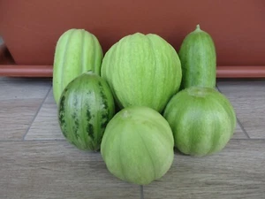 Cucumber - melon seed mixture - never bitter cucumber varieties 10+ seeds Cu 063 - Picture 1 of 1