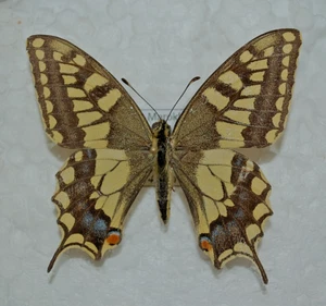 Papilio saharae saharae, male,very rare - Bild 1 von 1