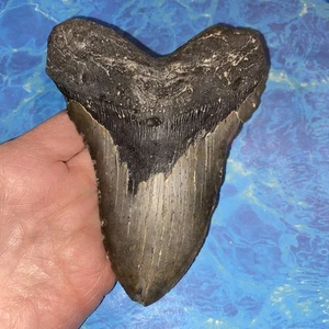 MEGALODON SHARK TOOTH 5.60”  HUGE TEETH MEG SCUBA DIVER DIRECT FOSSIL NC 5355 - Picture 1 of 9