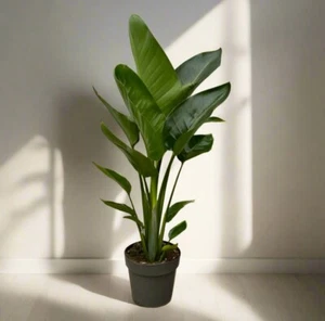 Strelitzia Nicolai - 90 cm - Ø19cm - Bild 1 von 2