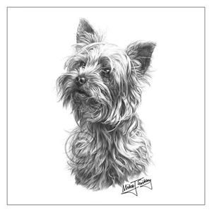 Biglietto auguri razza cane Mike Sibley Yorkshire Terrier buon compleanno grazie - Foto 1 di 3