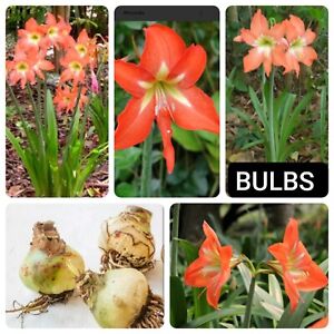 NEW 4 Amaryllis Orange Cream Striped Hippeastrum Lily Bulb Fresh bulbs Barbados