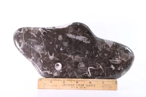 Fossil Superb Coral and Bryozoan 9.7" Plate Devonian Issoumour Morocco COA 5871 - Picture 1 of 12