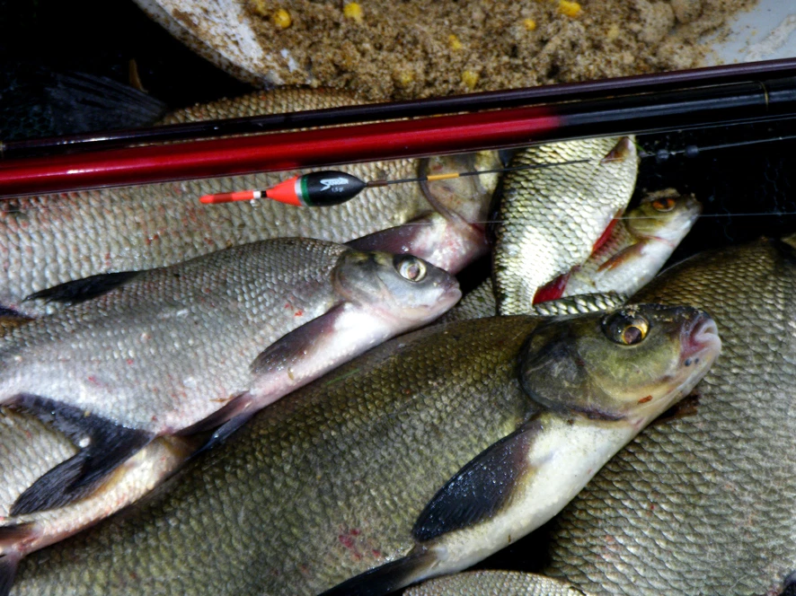 20 kg Rapido Magic Angelfutter Lockfutter Wettkampffutter Bassen (1,58 €/kg) - Bild 1 von 1