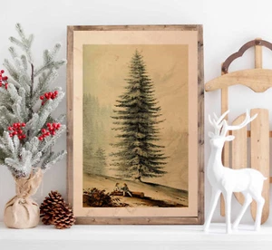 POSTER PRINT Christmas Tree Pine Picea Grandis Evergreen Trees Wall Art - Picture 1 of 4