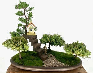 Juniper Bonsai Tree - Miniature Treehouse Forest Group 15"H Outdoor Evergreen - Picture 1 of 1