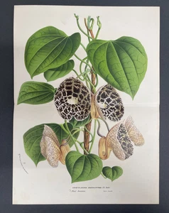 Antique Botanicals, Van Houtte, c.1850, Flowers, Double/Folio Page, Aristolochia - Picture 1 of 1