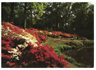 Exbury Gardens Hampshire England Rare J. Arthur Dixon Picture Postcard