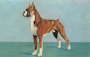 Boxer Postcard Dog Breed Anti-Vivisection Society About 1958 P3 - Picture 1 of 2