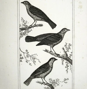 Gravure Oiseaux Original circa 1800 - Picture 1 of 2