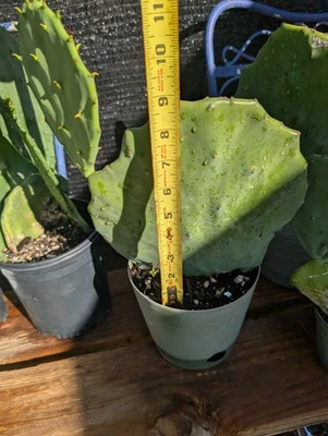 Opuntia Gomei Old Mexico prickly pear Live Rooted Cactus Plant Plants  - Image 1 of 4