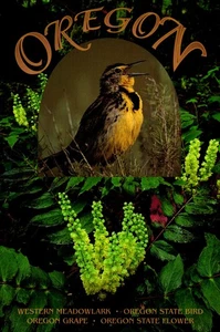 Western Meadowlark Oregon State Bird Grape State Flower Unused Postcard - Picture 1 of 2