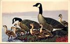 Canada Goose Painting Copyright 1939 Vintage Postcard A4