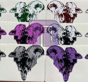 Brahman Droughtmaster Bull Head - Picture 1 of 10