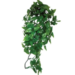 Komodo Philodendron Hanging Plant 30cm - Picture 1 of 2