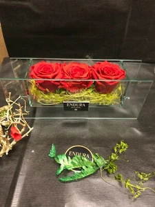 Bliss Trigonal By Endura Roses100% Natural Preserved Last 3 Years - Picture 1 of 4