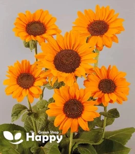 CUT SUNFLOWER F1 SPLENDOR ORANGE 10 SEEDS - OUTSTANDING CUT FLOWER - POLLEN FREE - Picture 1 of 1