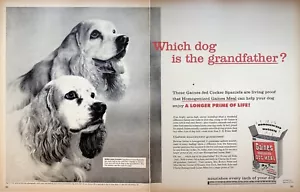 1956 Gaines Homogenized Dog Meal Food 2-Page Print Ad Cocker Spaniel Kankakee IL - Imagen 1 de 3