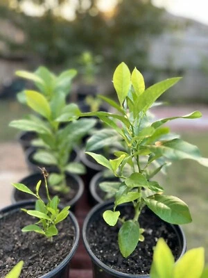 Planta viva limonero Foto 1 de 4