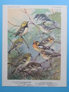 Impresión original 1960 curruca verde, pino, retratos de aves cerúleas 6-1/2"x8-1/2" - Imagen 1 de 2