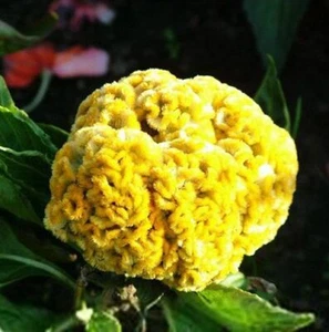 1 Pack 400 Giant Yellow Cockscomb Seeds Celosia Cristata Coxcomb Seed S037 - Picture 1 of 2