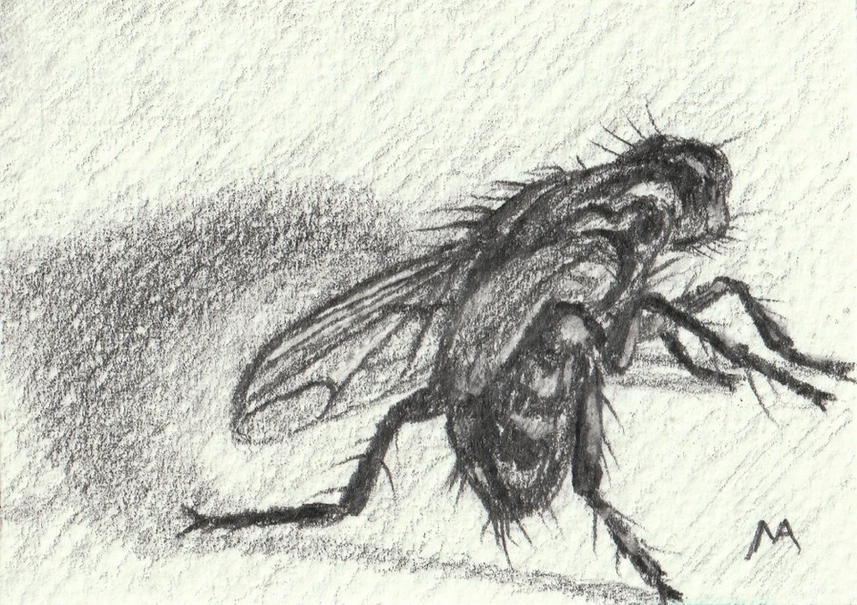 An original ACEO Pencil Drawing Of A Dead Fly - Image 1 of 1