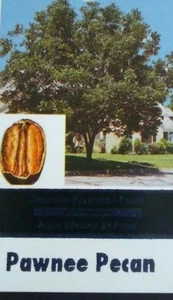 PAWNEE PECAN TREE Shade Trees Live Healthy Plant Large Pecans Nuts Wood Garden - Picture 1 of 2