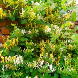 Lonicera Periclymenum – 30 Samen – Europäisches Geißblatt – Duftende / - Picture 1 of 12