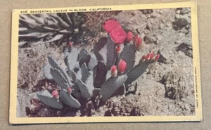 LINEN POSTCARD 1944 USED - BEAVERTAIL CACTUS IN BLOOM, CALIFORNIA - Picture 1 of 2