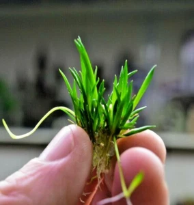 Littorella uniflora small Live Aquarium Plants Tropical Tank shrimp safe carpet - Picture 1 of 5