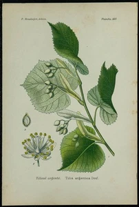 1898CA - Tiglio Argenteo - Tavola Botanica A Colori E Di Orticoltura - Picture 1 of 3