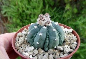 ASTROPHYTUM ASTERIAS FUKURYU copiapoa kakteen tephrocactus ariocarpus - Imagen 1 de 11