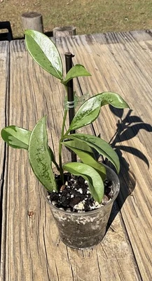 "Rara luna de plata Hoya AH-074 en maceta de 3"""   Foto 1 de 3