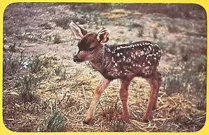 Cartolina Giovane Cerbiatto Mulo Cervo • Nord America Occidentale • Cromo Non Spedita - Foto 1 di 2