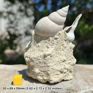 Mixed gastropod fossils on matrix - genuine specimen from miocene in france - - Picture 1 of 2