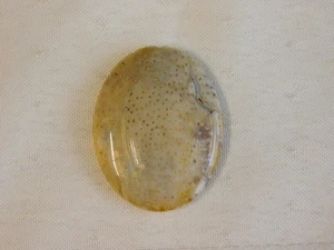 Fossil Palm Wood Cabochon - Picture 1 of 6