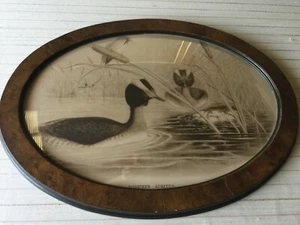 Antique J Gould & HC Richter Podiceps Auritus Ducks Lithograph w/Oval Frame - Picture 1 of 6