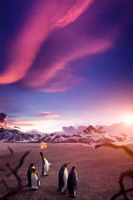 Pôster Arctic Aurora Polar Sky Lights parede pinguins sala interna - POSTER 20x30 - Imagem 1 de 4