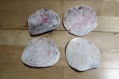 4-Large Saddle Oyster Seashells for Shell Crafts, Size Range 4" - 5" - Image 1 of 3