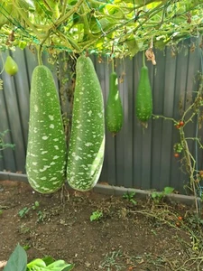 Bottle Gourd, Long Melon, Calabash, Lauki, Deshi Lau (লাউ) - Australian Grown - Picture 1 of 5