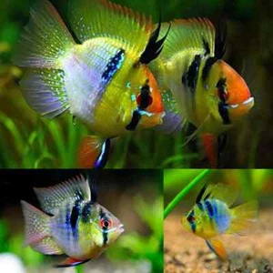 1 PAIR - Cichlid Rams Short Body - German Angel Blue Balloon Ram - RARE FISH - Picture 1 of 1